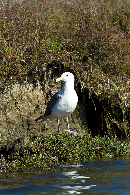 Image of Western Gull