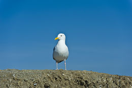 Image of Western Gull