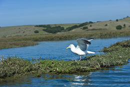 Image of Western Gull