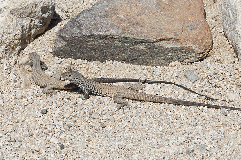 Image of Tiger Whiptail