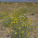 Image of desert marigold