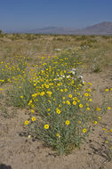 Image of desert marigold