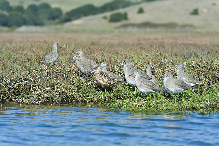 Image of Willet