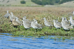 Image of Willet