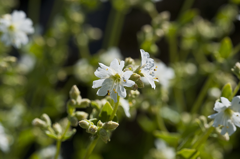 Слика од Mirabilis laevis var. villosa (Kellogg) Spellenberg