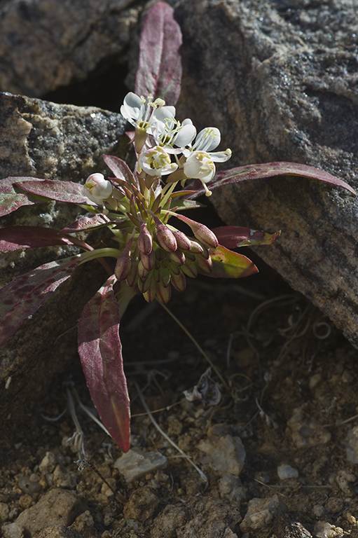 Imagem de Eremothera boothii (Douglas) W. L. Wagner & Hoch