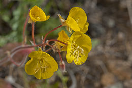 Imagem de Chylismia brevipes Small