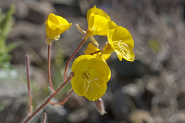 Imagem de Chylismia brevipes Small