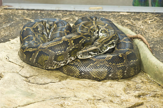 Image of Burmese python