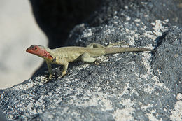 Image of Galapagos Lava Lizard