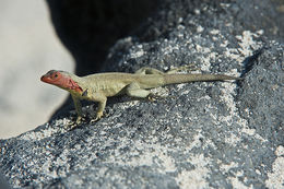 Plancia ëd Microlophus albemarlensis (Baur 1890)