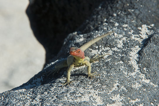 Image of Galapagos Lava Lizard