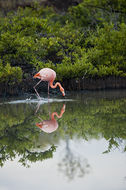 Слика од Phoenicopterus ruber Linnaeus 1758