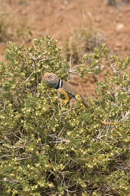 Image de Crotaphytus insularis Van Denburgh & Slevin 1921