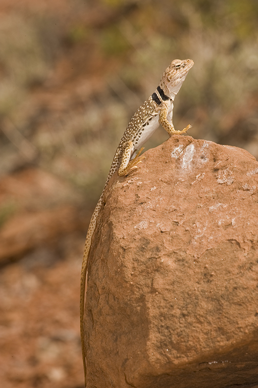 Image de Crotaphytus insularis Van Denburgh & Slevin 1921