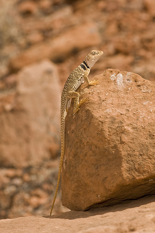 Image de Crotaphytus insularis Van Denburgh & Slevin 1921