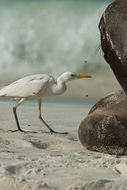 Image of Cattle Egret