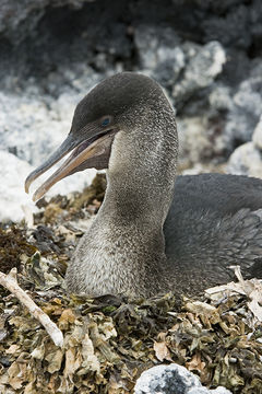 Image of Flightless Cormorant