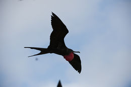 Image of Great Frigatebird