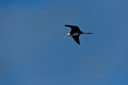 Image of Great Frigatebird