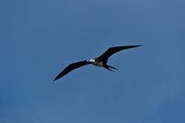 Image of Great Frigatebird