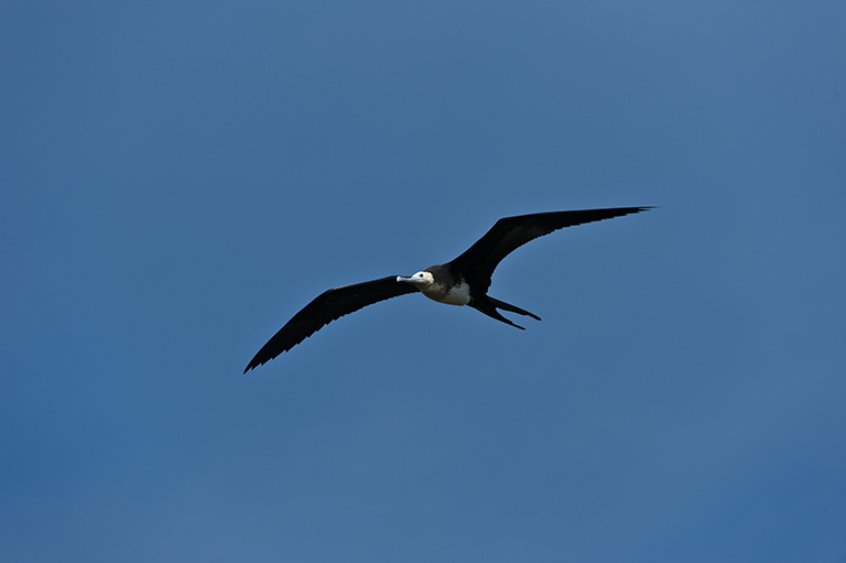 Image of Great Frigatebird