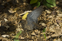 Image of Galapagos Dove