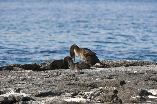 Image of Flightless Cormorant