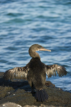 Image of Flightless Cormorant