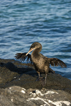 Image of Flightless Cormorant