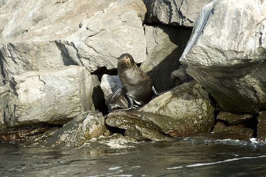 Image of Galapagos Fur Seal