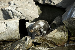 Image de Arctocéphale des Galapagos