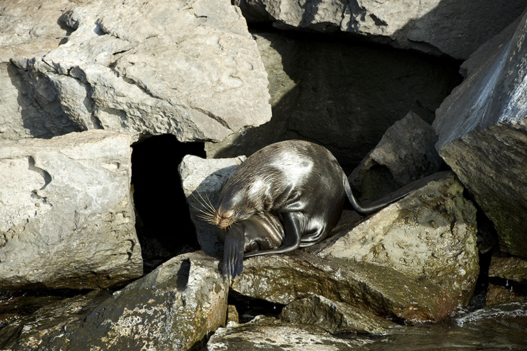 Image of Galapagos Fur Seal