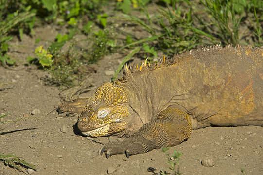 Image of Galapagos Land Iguana