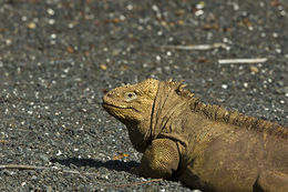 Image of Galapagos Land Iguana