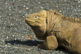 Image of Galapagos Land Iguana