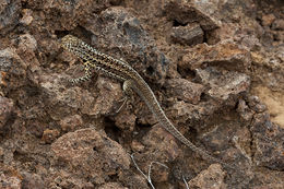 Plancia ëd Microlophus albemarlensis (Baur 1890)