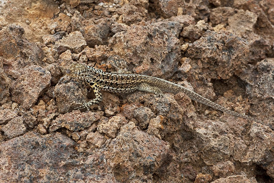 Image of Galapagos Lava Lizard