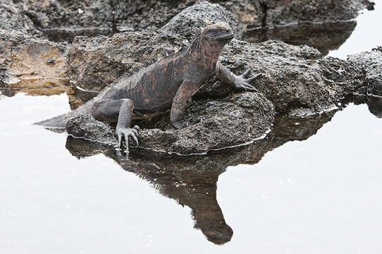 Image of Fernandina Marine Iguana