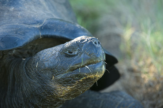 Image of Southern Isabela giant tortoise