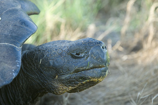 Image of Southern Isabela giant tortoise