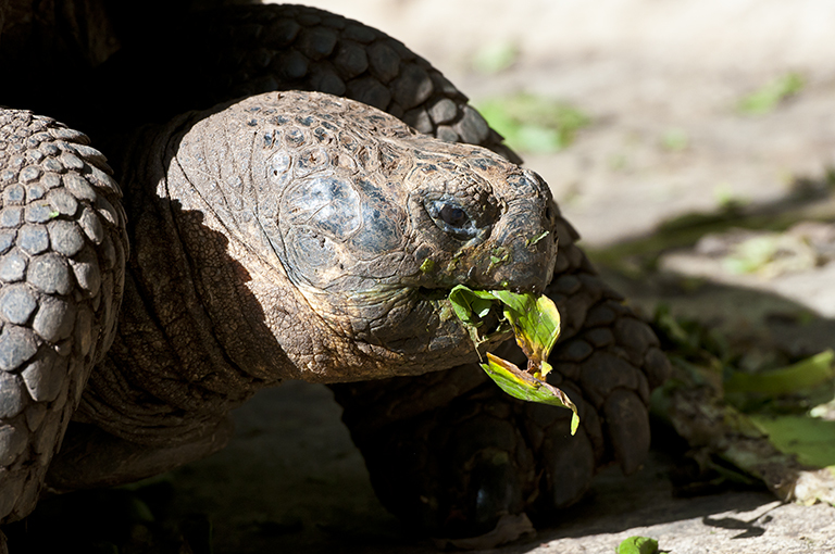 Image of Galapagos giant tortoise