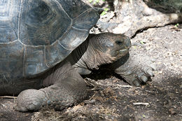 Image of Galapagos giant tortoise