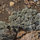 Image of Tiquilia galapagoa (J. T. Howell) A. T. Richardson