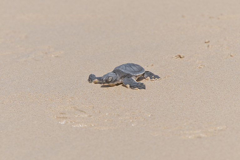 Plancia ëd Chelonia mydas (Linnaeus 1758)