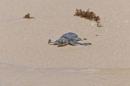 Plancia ëd Chelonia mydas (Linnaeus 1758)