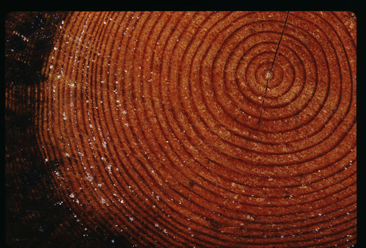 Image of Douglas Fir