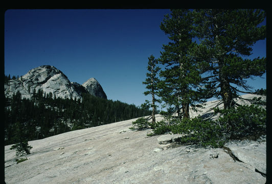 Image of lodgepole pine