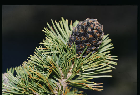 Image of whitebark pine