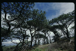 Image of Torrey pine